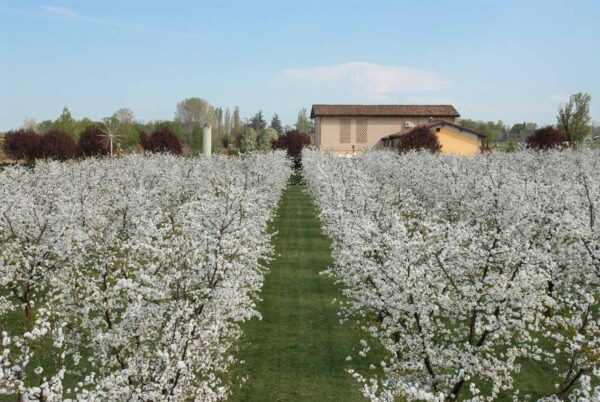 Un giro in Vespa romantico e una degustazione